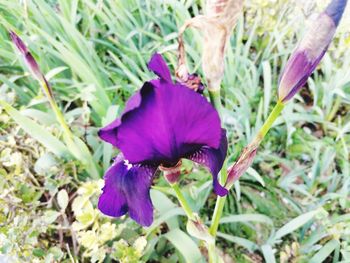 High angle view of purple iris flower on field