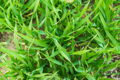 Full frame shot of fresh green plants