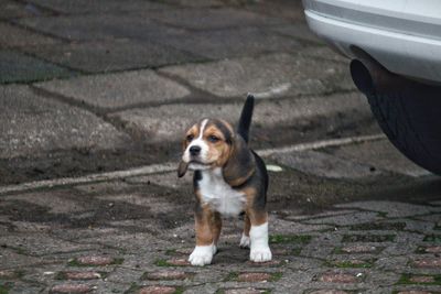 High angle view of dog standing on footpath