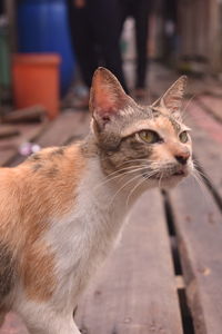 Cat with a dashing pose