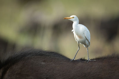 Cattle egret on cape buffalo facing left