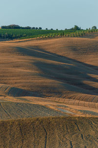 Wavy hills in tuscan farmland