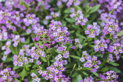 Selective focus of alyssum flowers. alyssum in sweet colors growing in a backyard.