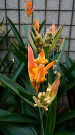 Close-up of day lily blooming outdoors