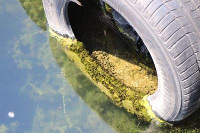 High angle view of tire in mossy lake