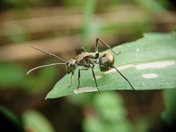 Close-up of insect on leaf