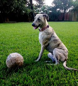 Dog with ball on field