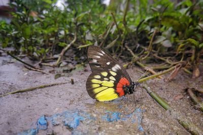 Butterfly on flower