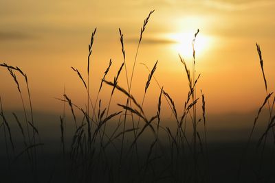 Close-up of silhouette plants on field against sky during sunset