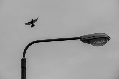 Low angle view of bird flying against sky