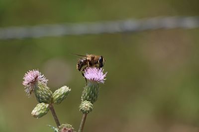 Close-up of bee pollinating on pink thistle