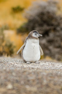 Penguin standing on field