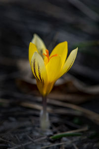 Close-up of yellow crocus flower