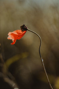 Close-up of red flower