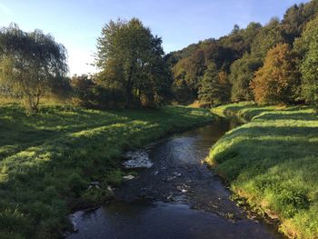 Stream flowing amidst trees in forest against sky