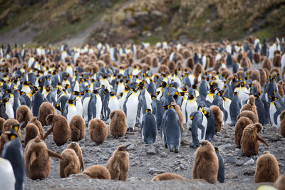 Penguins on landscape