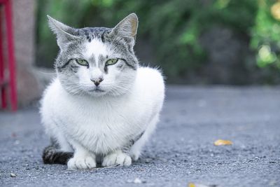 Portrait of a cat