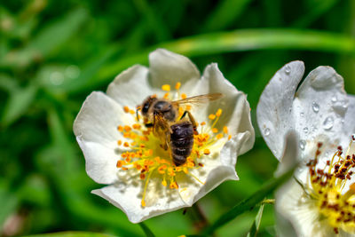 Close-up of bee pollinating on flower