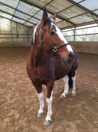 Portrait of horse in stable