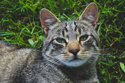 Close-up portrait of cat