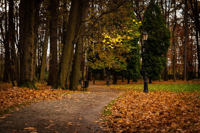 Trees in forest during autumn