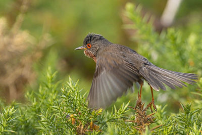 Close-up of a bird