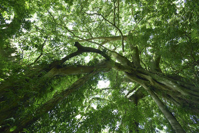 Low angle view of trees in forest