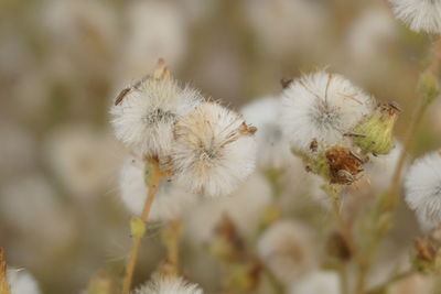 Close-up of white dandelion flower at park