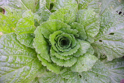 Full frame shot of green leaf