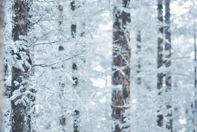 Close-up of icicles on snow covered land