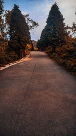 Empty road along trees and plants