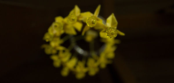 Macro shot of yellow flower blooming against black background