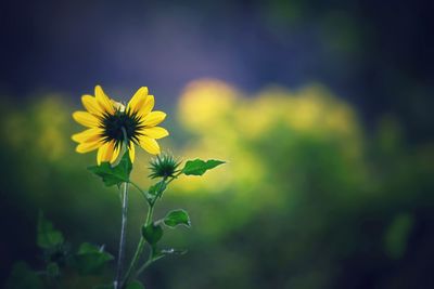 Close-up of yellow flowering plant on field