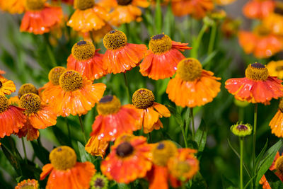 Close-up of orange flowering plants