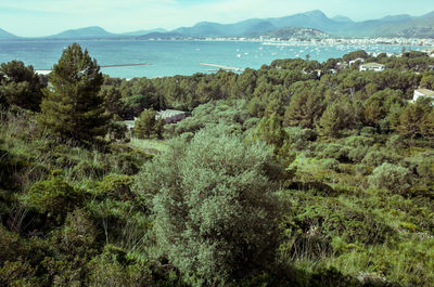 High angle view of trees and sea against sky