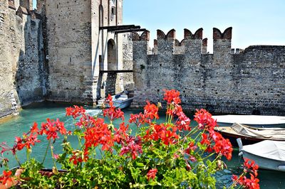 Flowers in front of built structure