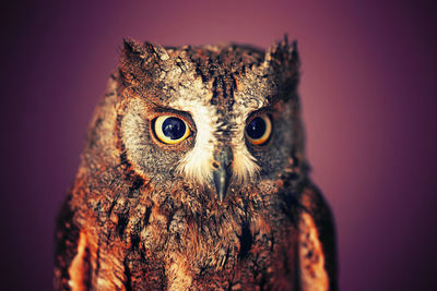 Close-up portrait of owl