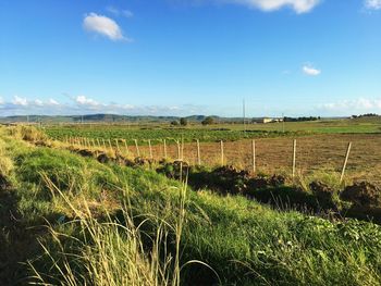 Scenic view of field against sky