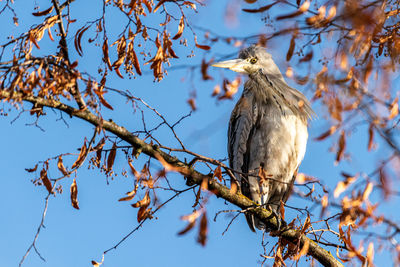 Low angle view of bird perching on branch