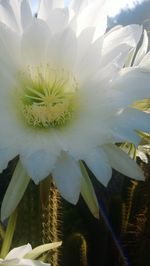 Close-up of flower against sky