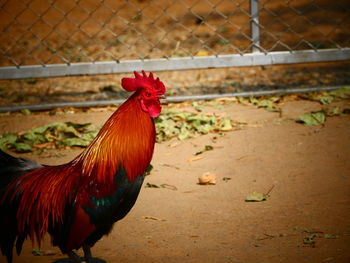 Close-up of rooster on fence