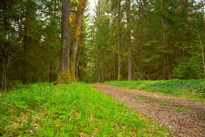 Scenic view of pine trees in forest