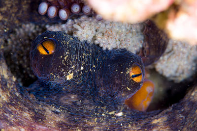 An octopus holding an egg, close-up