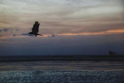 Seagull flying over sea against sky