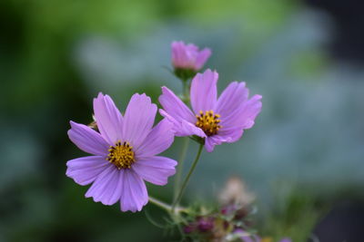 Close-up of pink cosmos flower