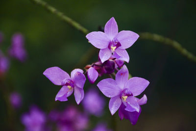 Close-up of purple flowering plant