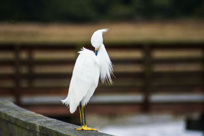 Close-up of bird perching outdoors