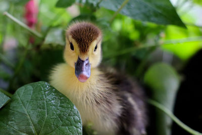 Close-up of a baby duck 