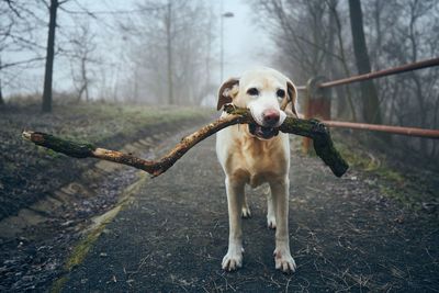 Dog on sidewalk in public park in fog. playful labrador retriever holding stick in mouth.