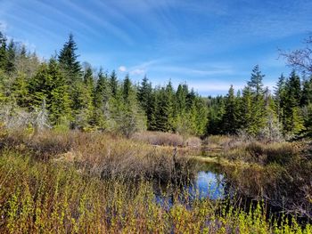 Scenic view of lake in forest against sky